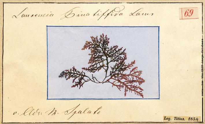 Osmundea pinnatifida_69.jpg